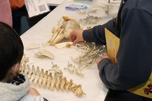 The “Port of Nagoya Public Aquarium,” which is operated by Congrès Inc., exhibits a skeleton specimen of a finless porpoise